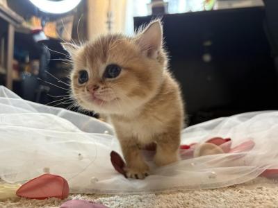 Misty - British Shorthair - Gallery Photo #1