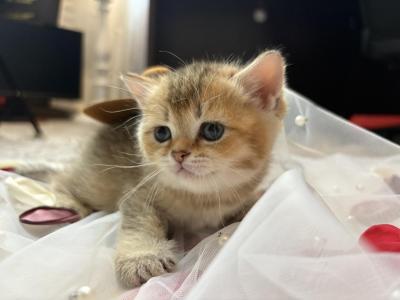 Bobby - British Shorthair - Gallery Photo #1