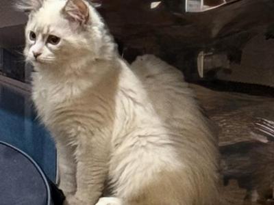 TICA Registered  Ragdolls - Ragdoll - Gallery Photo #1