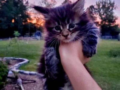 Moka - Maine Coon - Gallery Photo #1