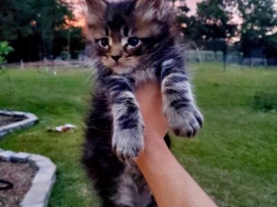 Felix - Maine Coon - Gallery Photo #1