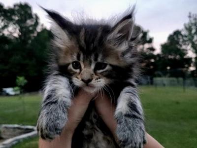 Honey - Maine Coon - Gallery Photo #1