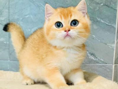 Coco - British Shorthair - Gallery Photo #1