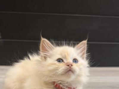 Red Collar - Ragdoll - Gallery Photo #1