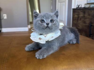Blue Girl Bear - British Shorthair - Gallery Photo #1