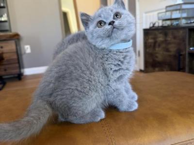 Blue Girl - British Shorthair - Gallery Photo #1