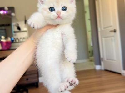 Lilac Golden Boy - British Shorthair - Gallery Photo #1