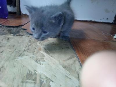 Grey - Domestic - Gallery Photo #1