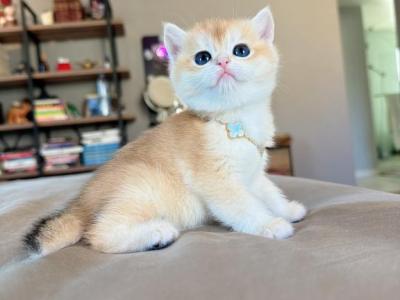 Golden Shaded Girl - British Shorthair - Gallery Photo #1