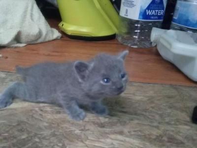 Silver - Domestic - Gallery Photo #1