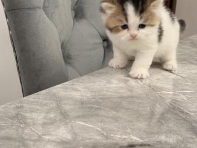 Bicolor Litter - British Shorthair - Gallery Photo #1