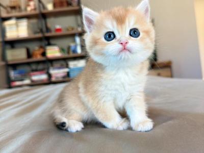 Golden Shaded Boy - British Shorthair - Gallery Photo #1