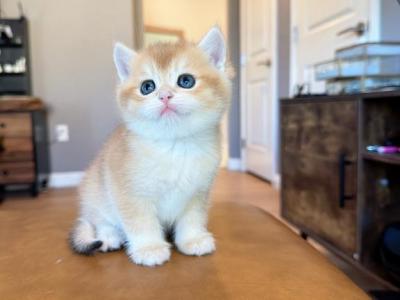 Golden Shaded Boyy - British Shorthair - Gallery Photo #1