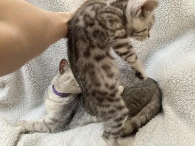 Bengal Scottish Mix - Bengal - Gallery Photo #1