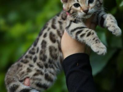 Judy - Bengal - Gallery Photo #1