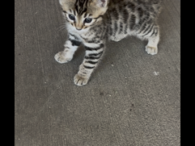 Bengal Kitten - Bengal - Gallery Photo #1