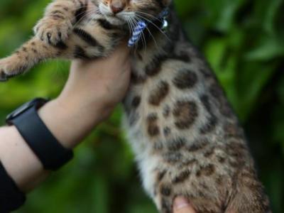 Picasso - Bengal - Gallery Photo #1
