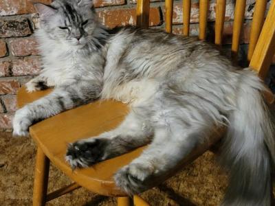 Meeka - Maine Coon - Gallery Photo #1