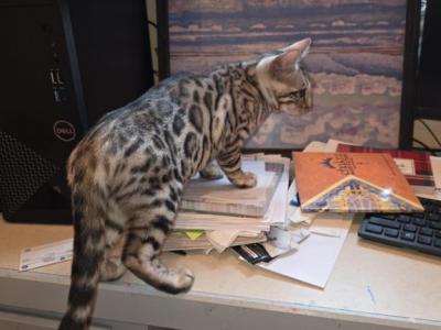 Stonewall Action - Bengal - Gallery Photo #1