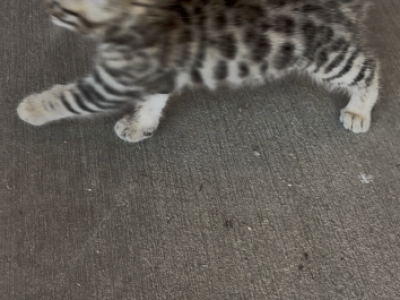 Female Bengal Kitty - Bengal - Gallery Photo #1