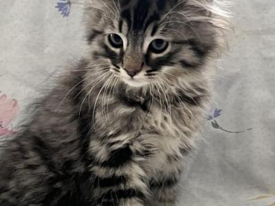 King Huge Barbos Mix Maine Coon & Ragdoll - Maine Coon - Gallery Photo #1