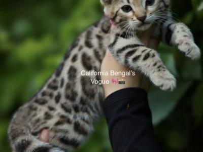 Vogue - Bengal - Gallery Photo #1