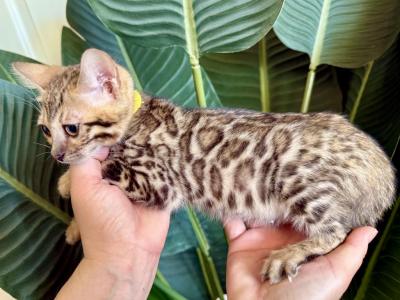 Brown Female Kitten Yellow Collar - Bengal - Gallery Photo #1