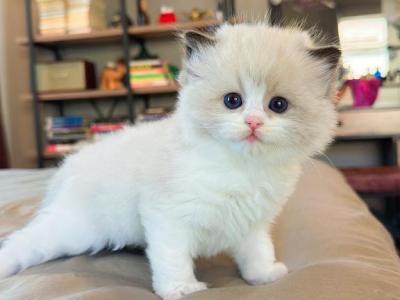 Seal Bicolor Milo - Ragdoll - Gallery Photo #1