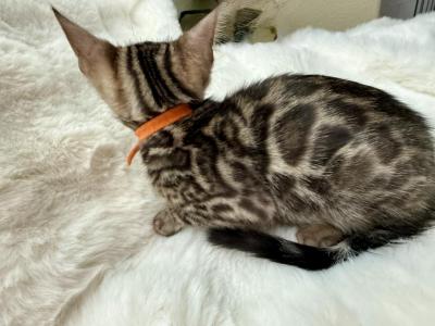 Brown Bengal Kitten Orange Collar - Bengal - Gallery Photo #1