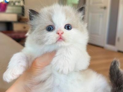 Seal Bicolor Jasper - Ragdoll - Gallery Photo #1
