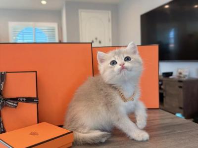 Blue Golden Boy - British Shorthair - Gallery Photo #1