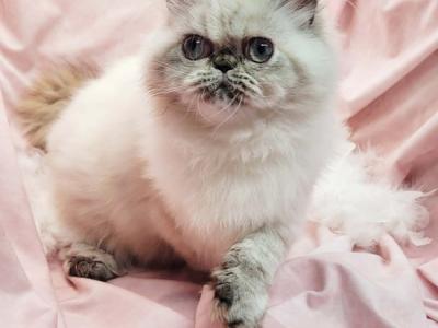 Ms Yeti - Himalayan - Gallery Photo #1