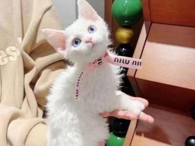 Little Snowman - Devon Rex - Gallery Photo #1