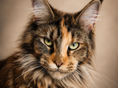 MAINE COON TORTIE FEMALE - Maine Coon - Gallery Photo #1