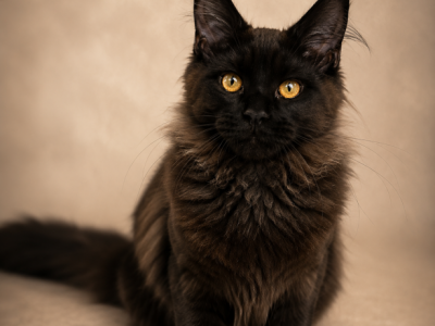 MAINE COON MALE - Maine Coon - Gallery Photo #1