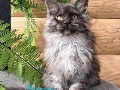 Leo - Maine Coon - Gallery Photo #1