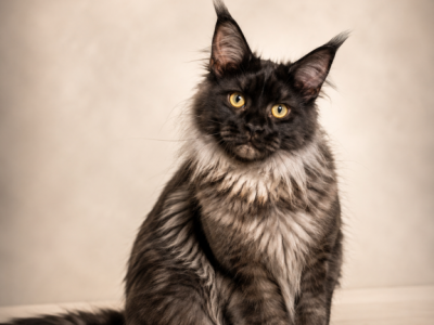 Black Smoke Male Www Lynxrunecode Com - Maine Coon - Gallery Photo #1