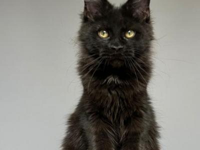 Nika - Maine Coon - Gallery Photo #1