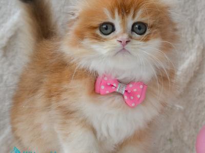 Archie - Scottish Fold - Gallery Photo #1