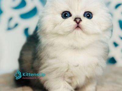 Varvara - Scottish Fold - Gallery Photo #1