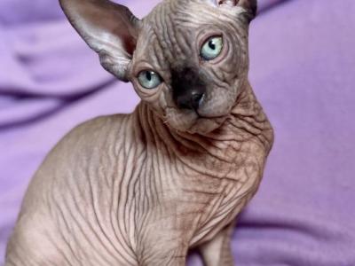 Mercedes - Sphynx - Gallery Photo #1