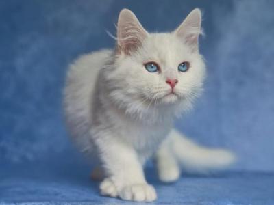 Barni - Siberian - Gallery Photo #1