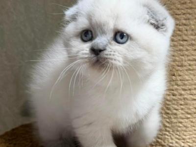 Adel - Scottish Fold - Gallery Photo #1
