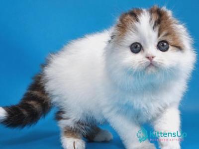 Valencia - Scottish Fold - Gallery Photo #1