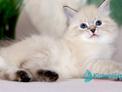Halva - Siberian - Gallery Photo #1