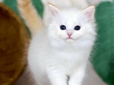 Hermes - Siberian - Gallery Photo #1