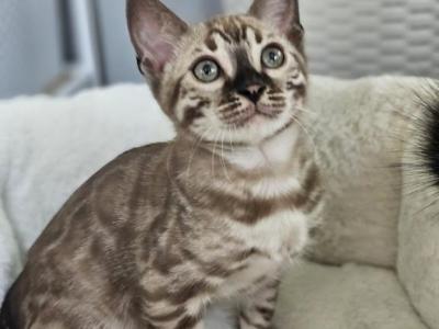 Q Cashmere - Bengal - Gallery Photo #1