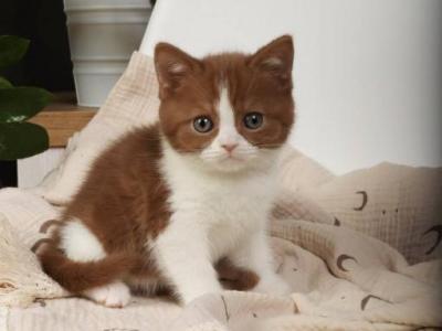 Ferrero - British Shorthair - Gallery Photo #1