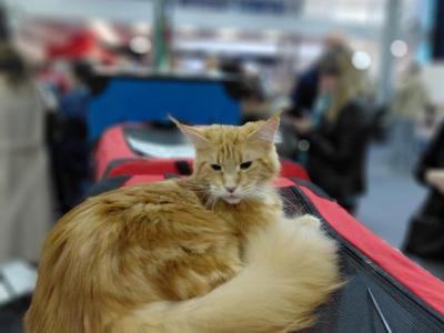 European Maine Coon Queen Huge Lynx Tips European - Maine Coon - Gallery Photo #1