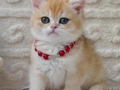 Bambi - British Shorthair - Gallery Photo #1